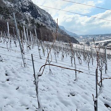 letzte Reben anbinden bei Schnee
